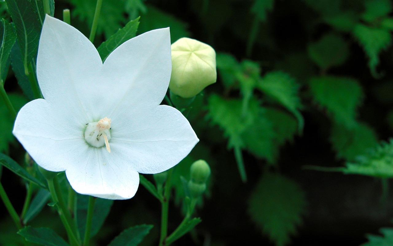 昆明鲜花批发市场今日花价,深度数据应用策略_旗舰版28.62.19